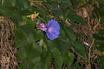 Oceanblue morning-glory